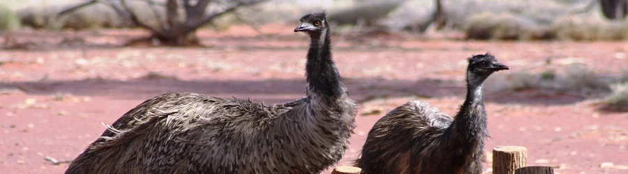 Emu