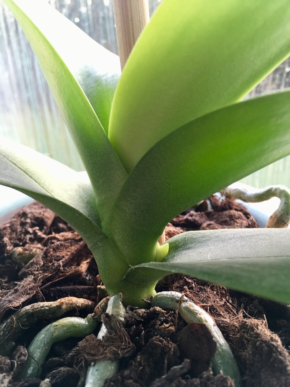 Orchid flower stem