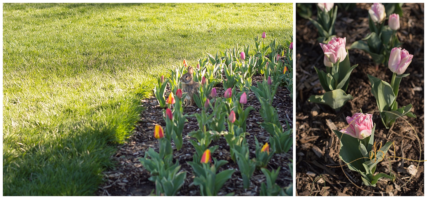 Hopping bunnies and beautiful tulips....