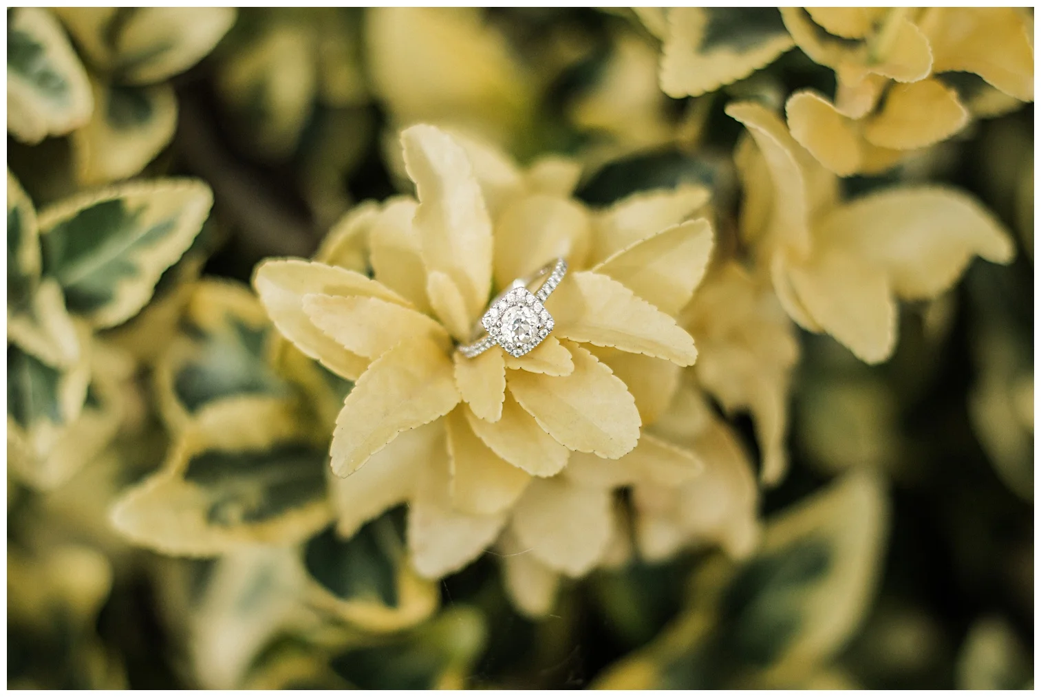 Quiet Waters Park Engagement Session Garden Styled Shoot_0246.jpg