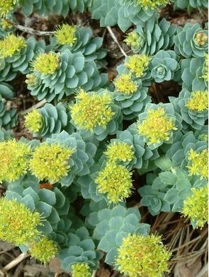 Rhodiola Greenwood Herbals™