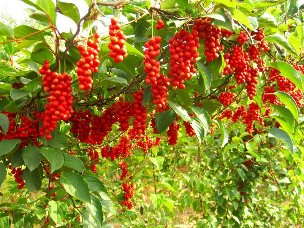 Schisandra Berry — Herbals™