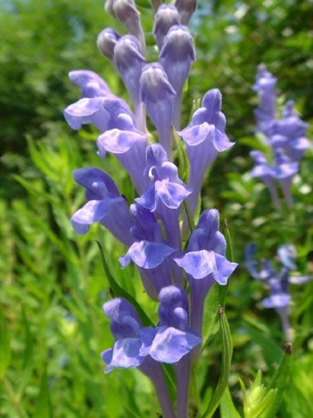 Chinese Skullcap.jpeg