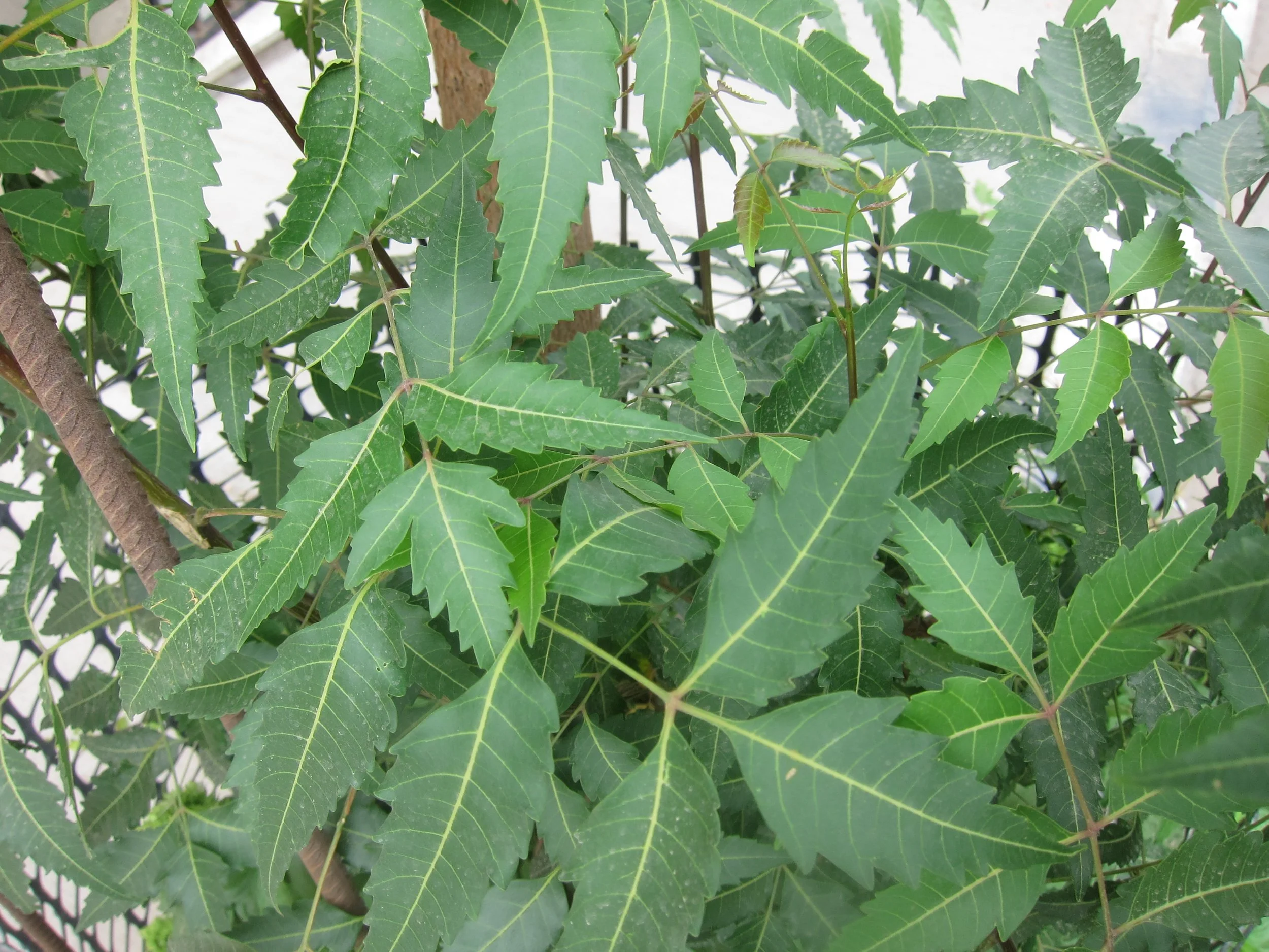Neem.jpeg