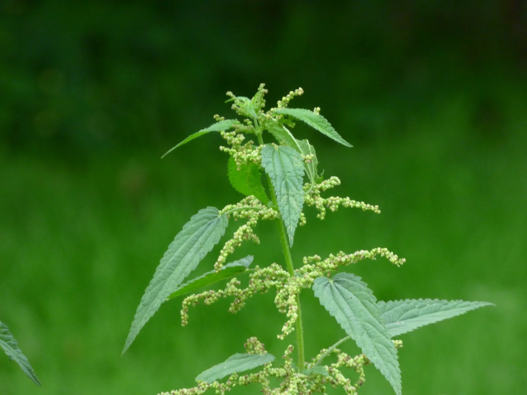 Nettle.jpeg