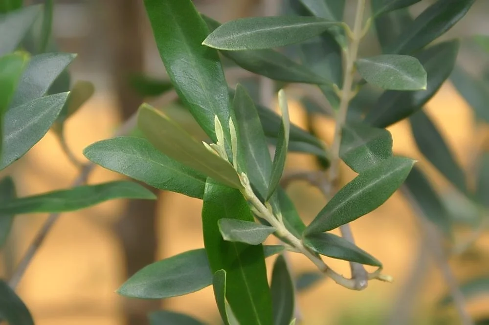 Olive Leaf.jpeg