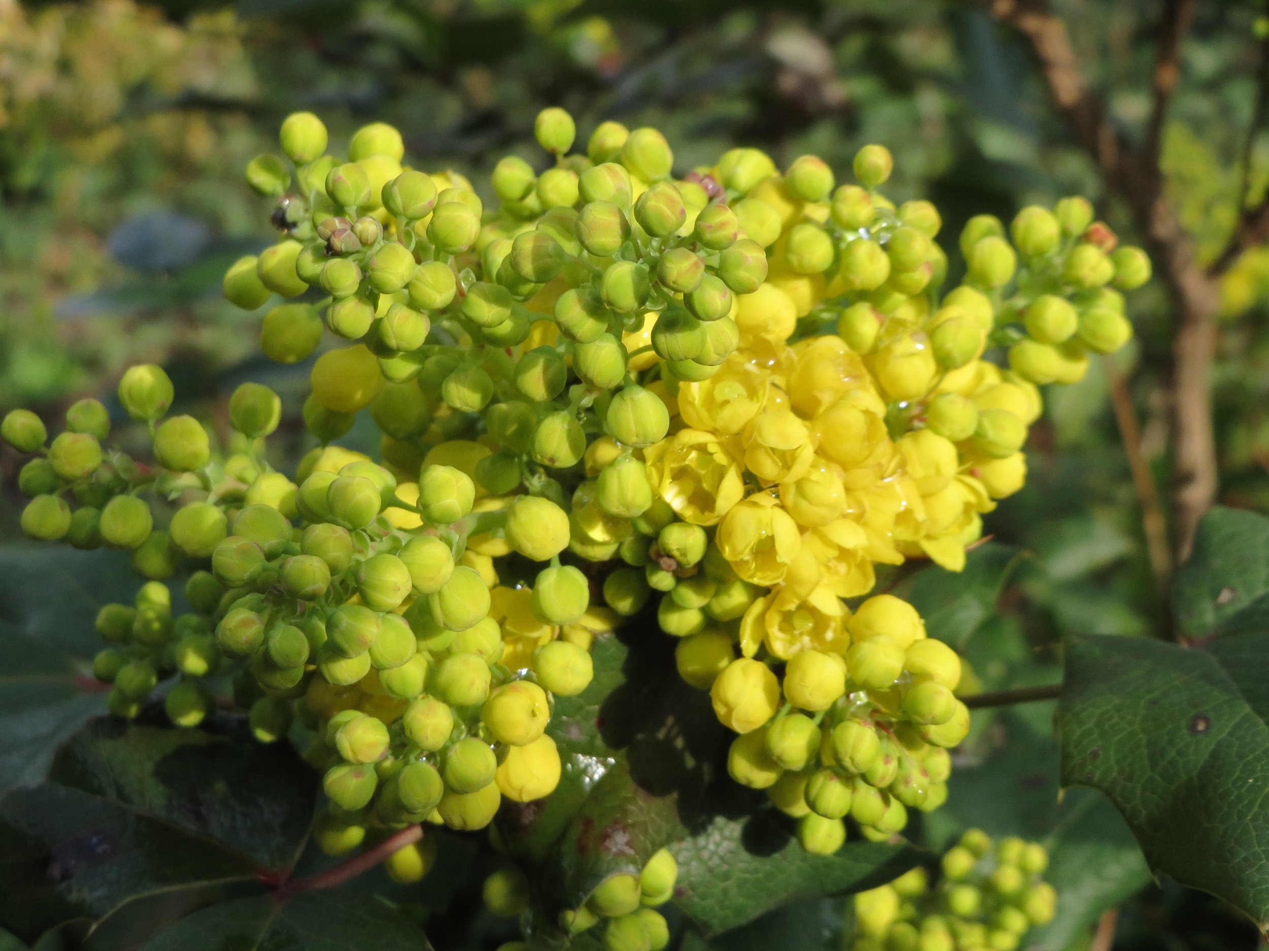 Oregon Grape.jpeg