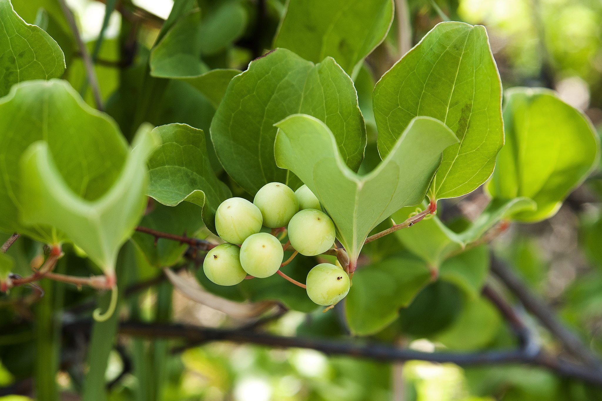 Smilax (smilax china).jpeg
