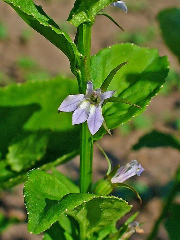 Lobelia.JPG