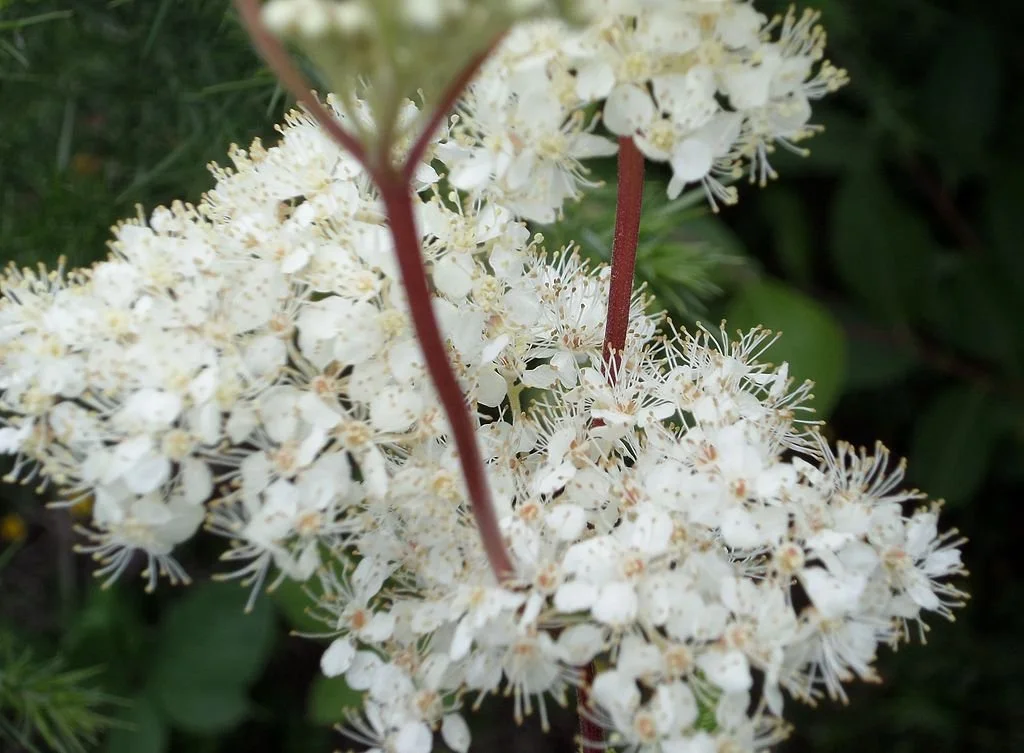 Meadowsweet.JPG