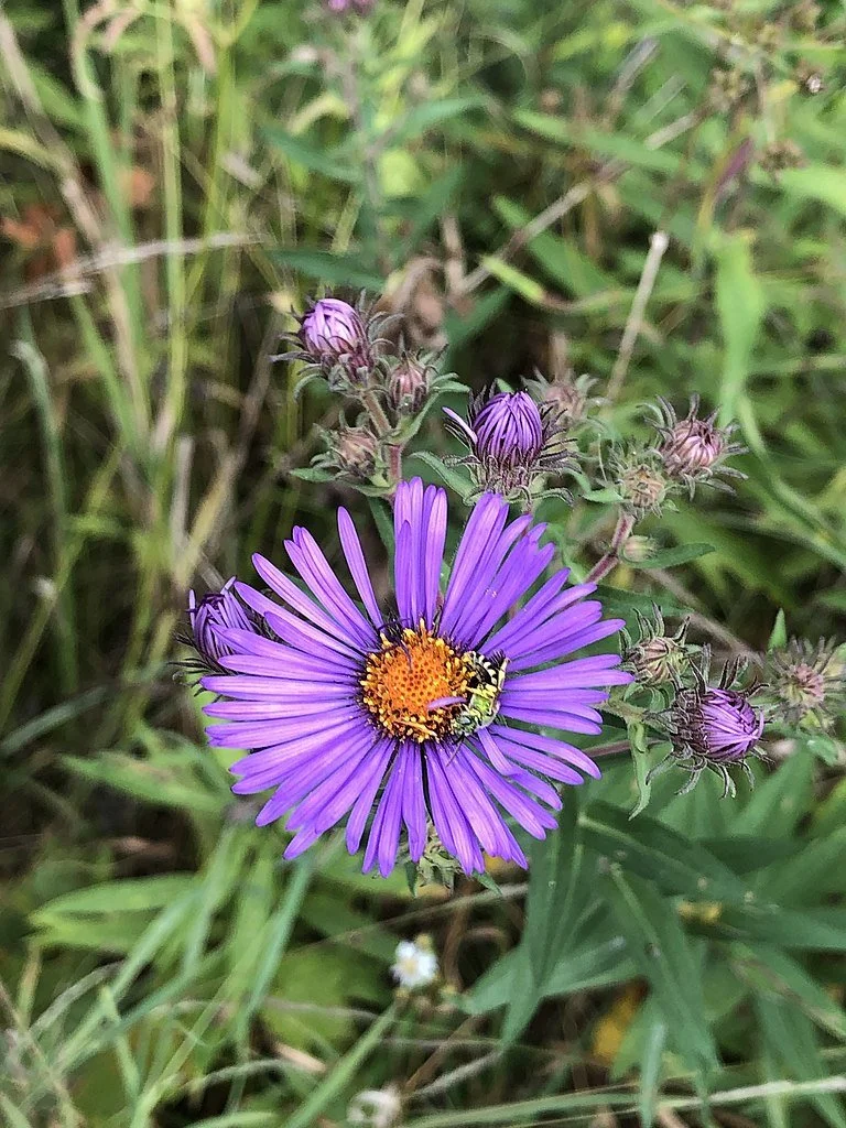 New England Aster.jpg