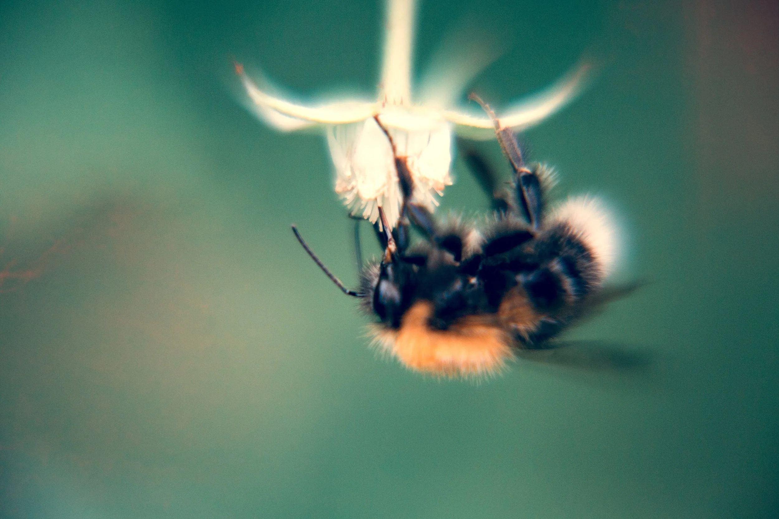 Bee Close Up edit.jpg