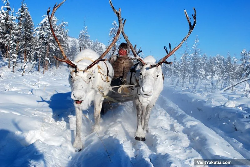 Siberian Reindeer