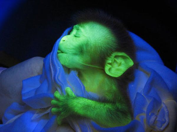Glowing Clones