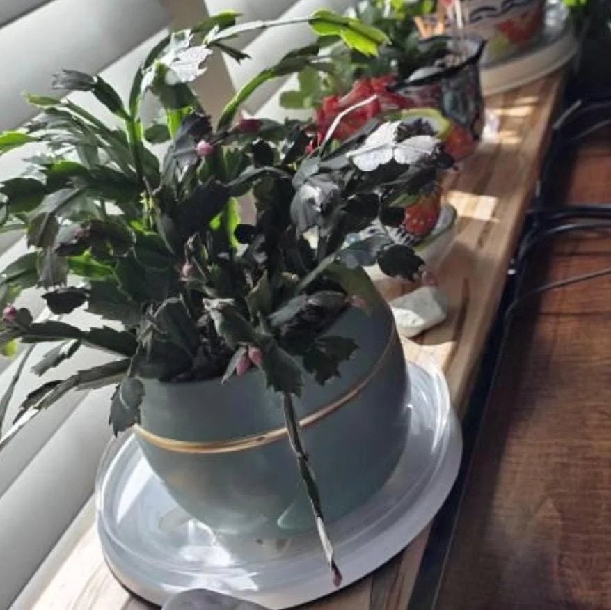 https://i.etsystatic.com/9936152/r/il/10bc9e/8187592197/il_fullxfull.8187592197_2ld3.jpg