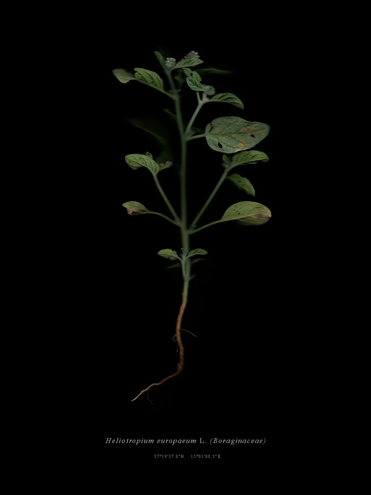 0001_Heliotropium_livelli.jpg
