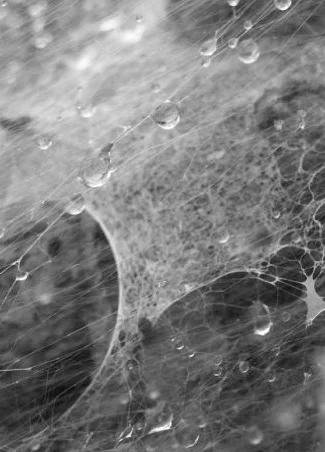 Darker Sweeter String.jpg