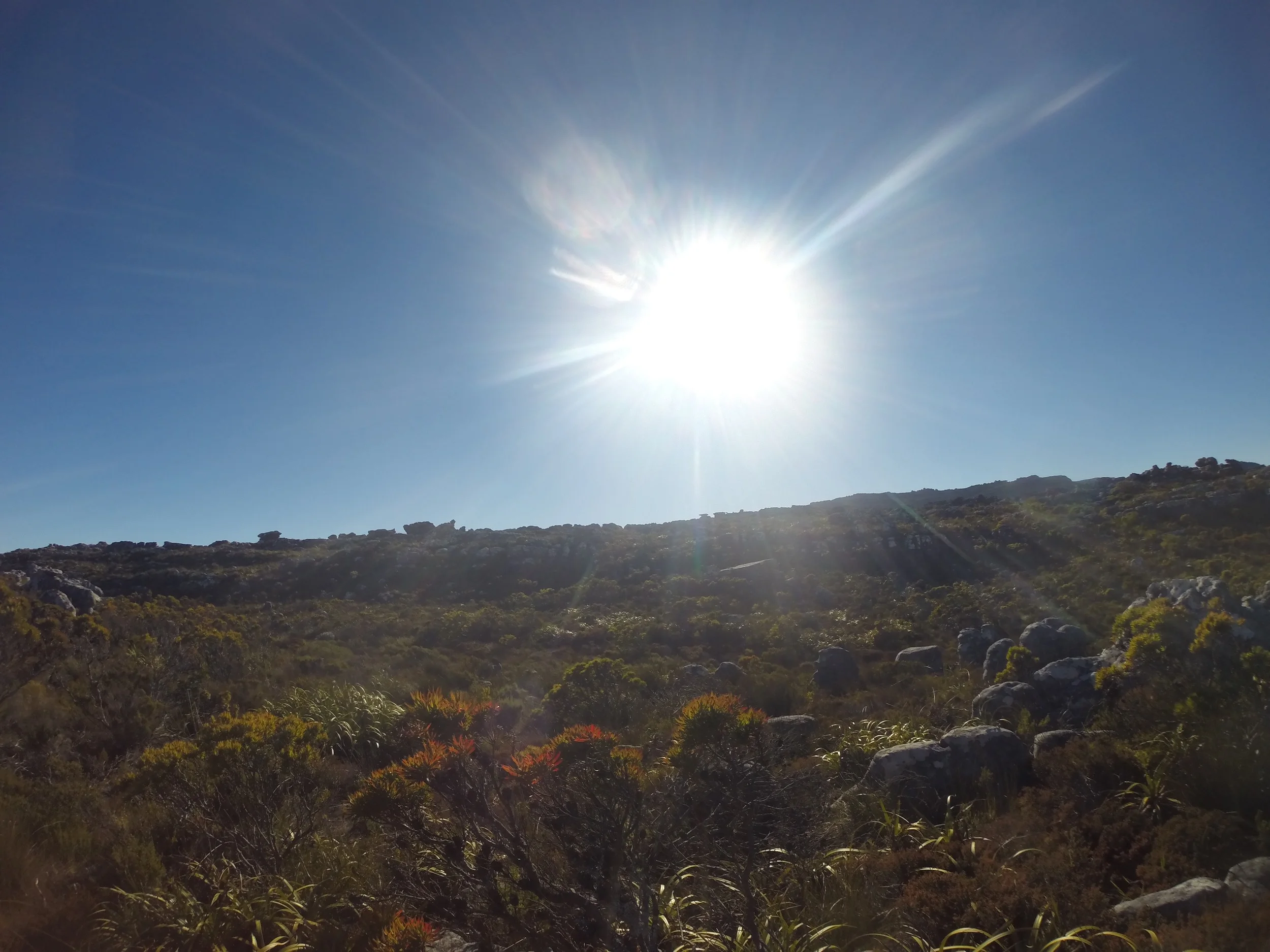 On top of Table Mountain