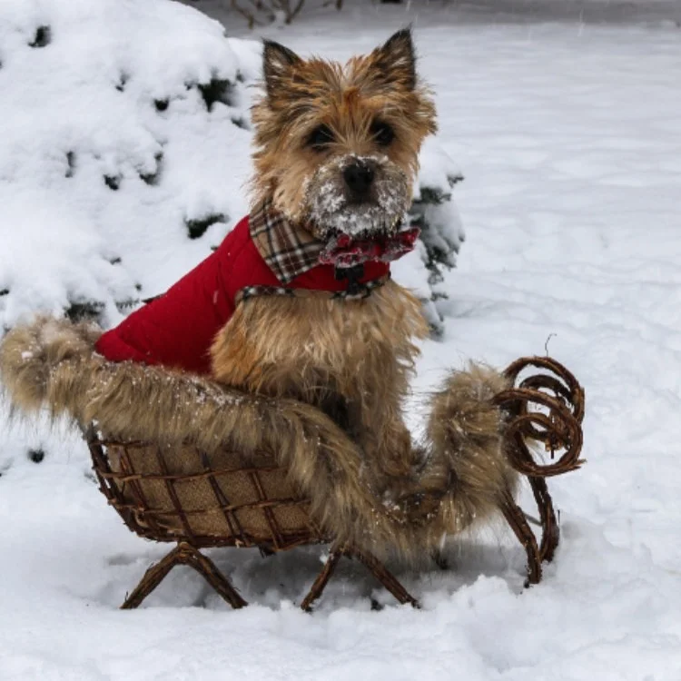 Harvey trying out for the dog sled team 