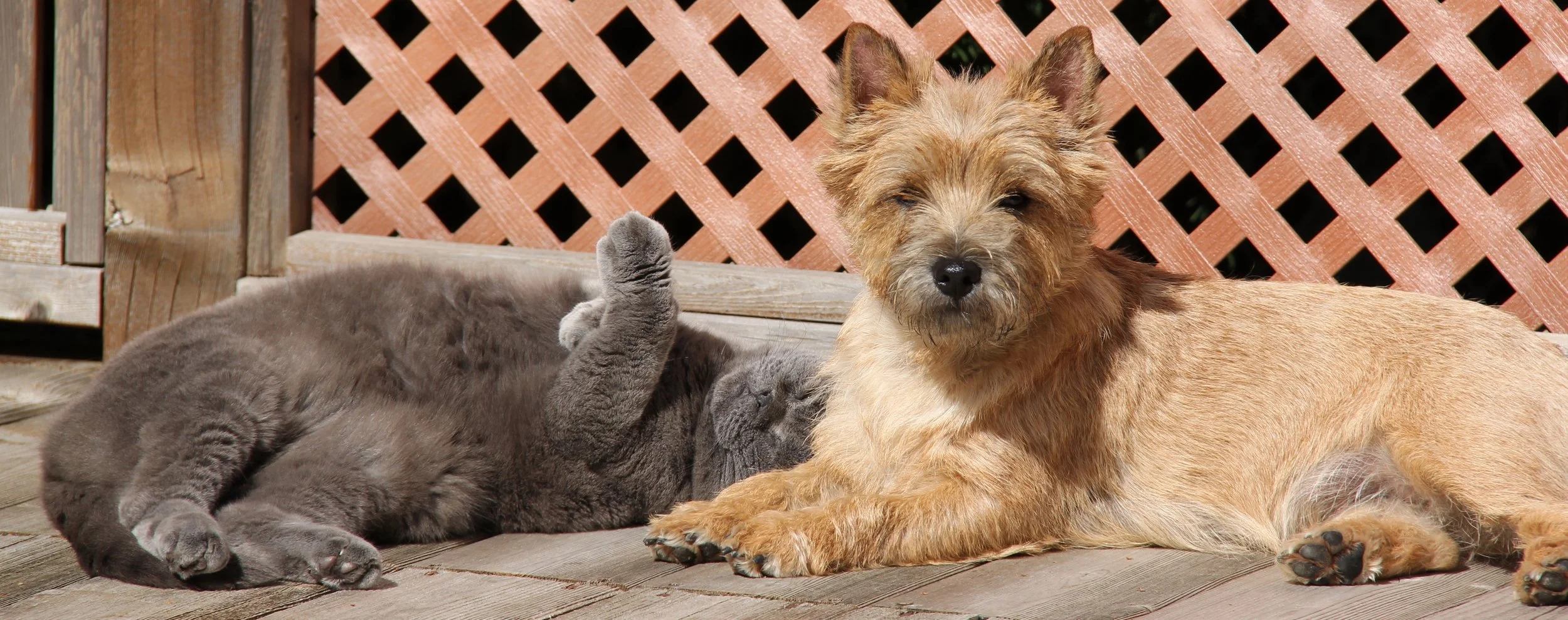 Moira catching some sun with her BFF Benson 
