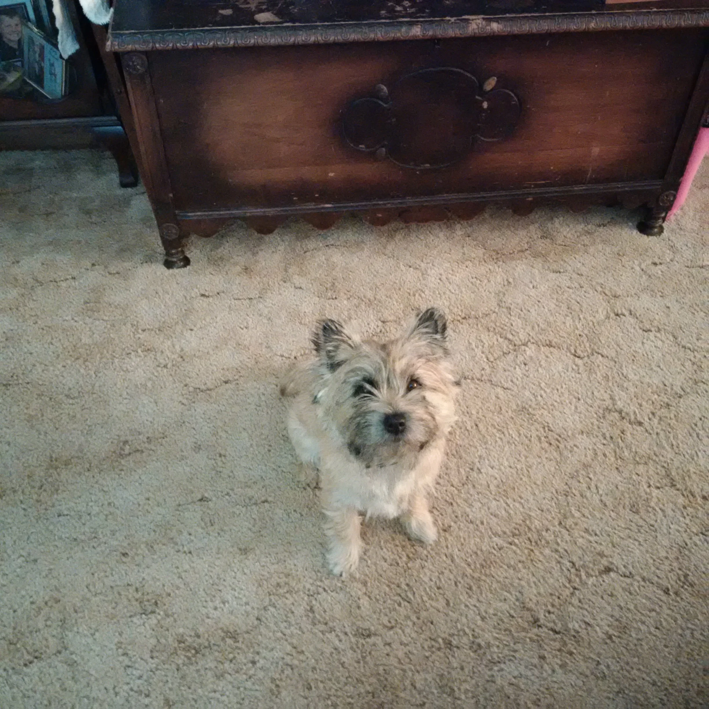  TALA waiting for Mum to through her ball&nbsp; 