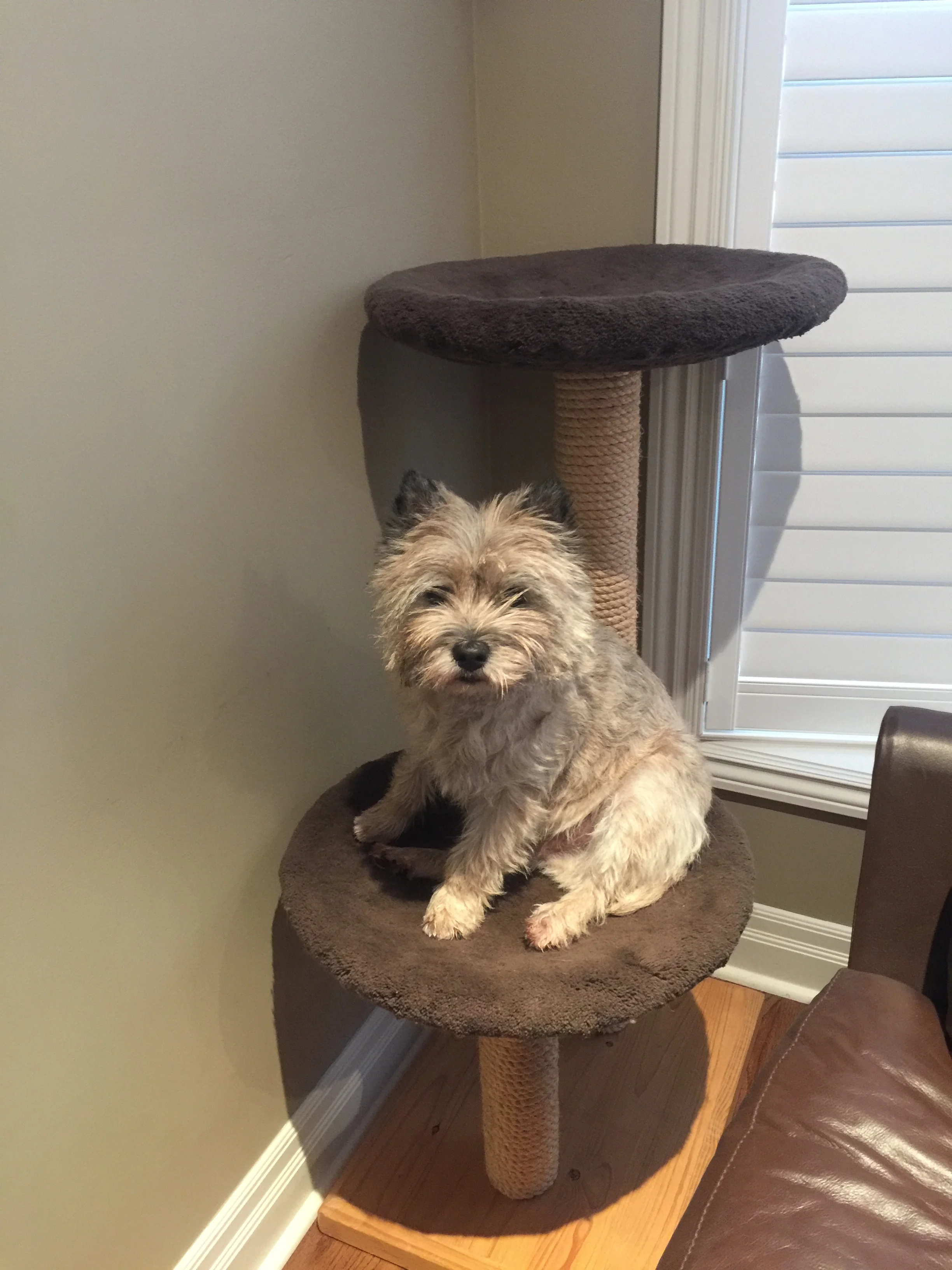  Dickens , on his Cairn Tree !!&nbsp; 