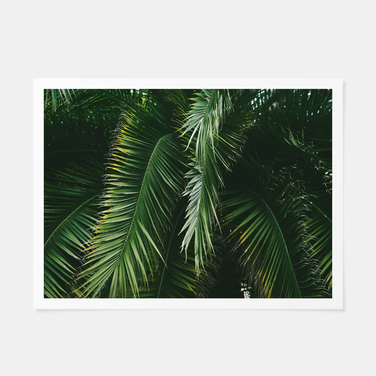 scott-snyder-palm-pattern-print.jpg