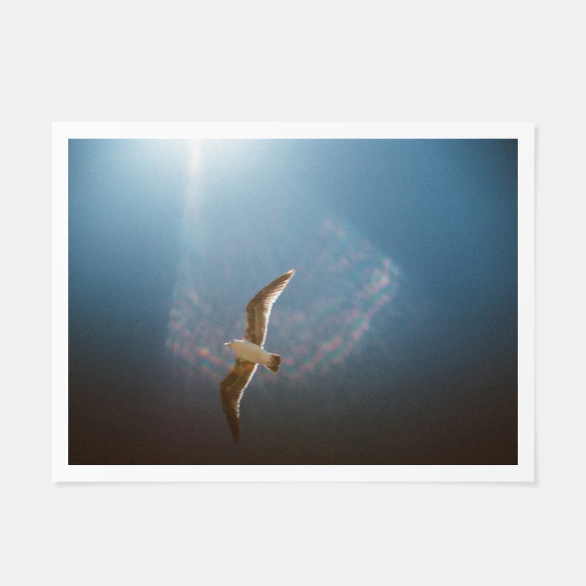 scott-snyder-seagull-sun-flare-print.jpg