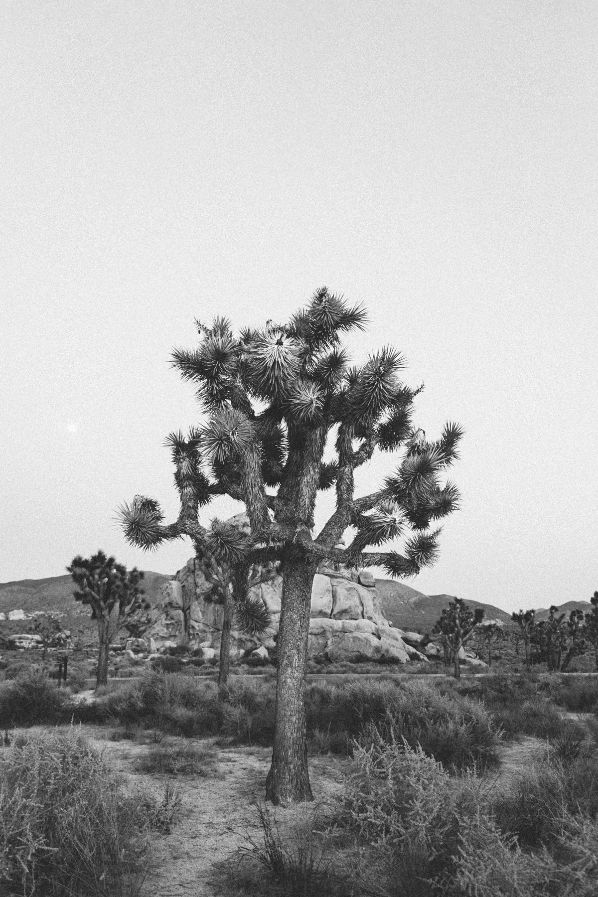 scott-snyder-photo-joshua-tree-03.jpg
