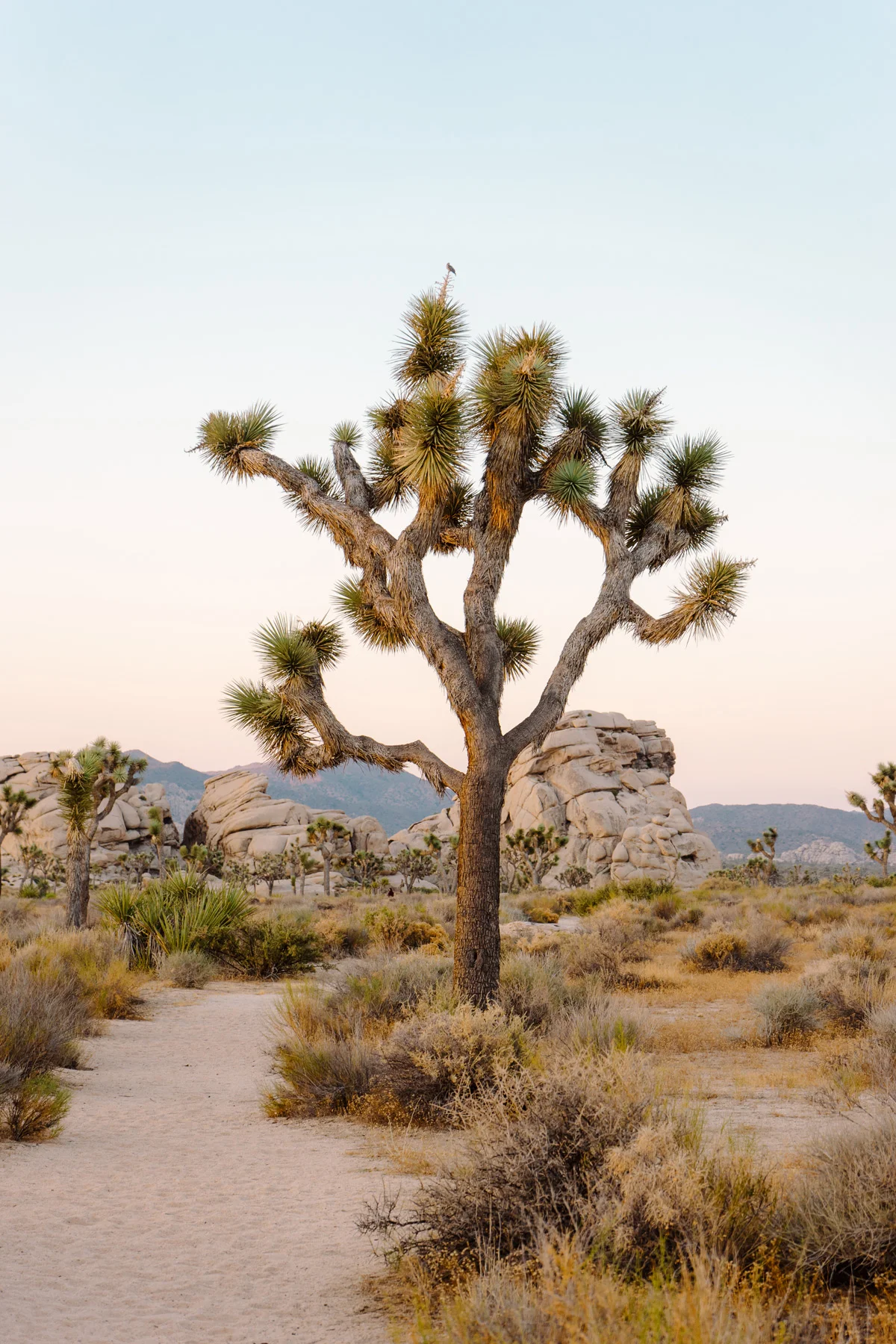 scott-snyder-photo-joshua-tree-10.jpg