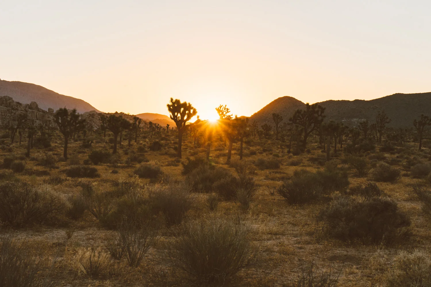 scott-snyder-photo-joshua-tree-11.jpg