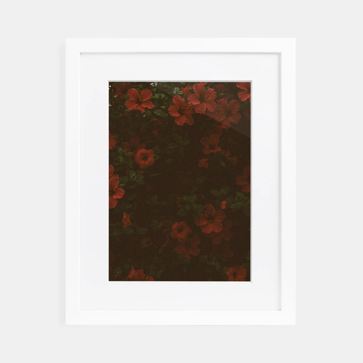 01-scott-snyder-hibiscus-white-frame.jpg