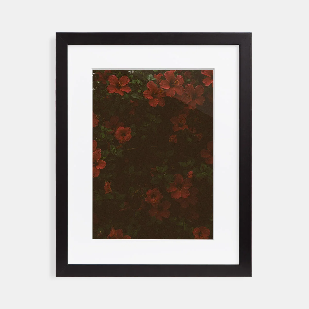 02-scott-snyder-hibiscus-black-frame.jpg