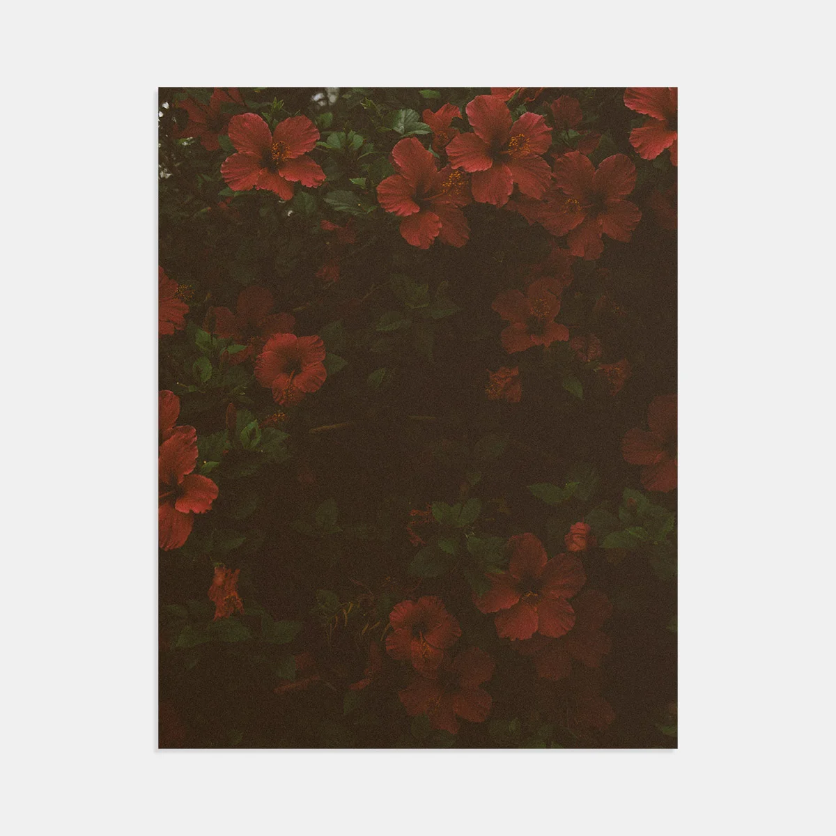 05-scott-snyder-hibiscus-print.jpg