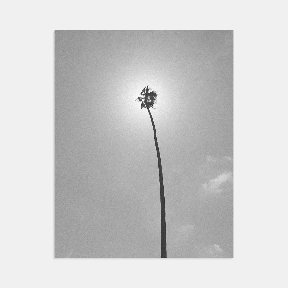 05-scott-snyder-tall-palm-white-print.jpg