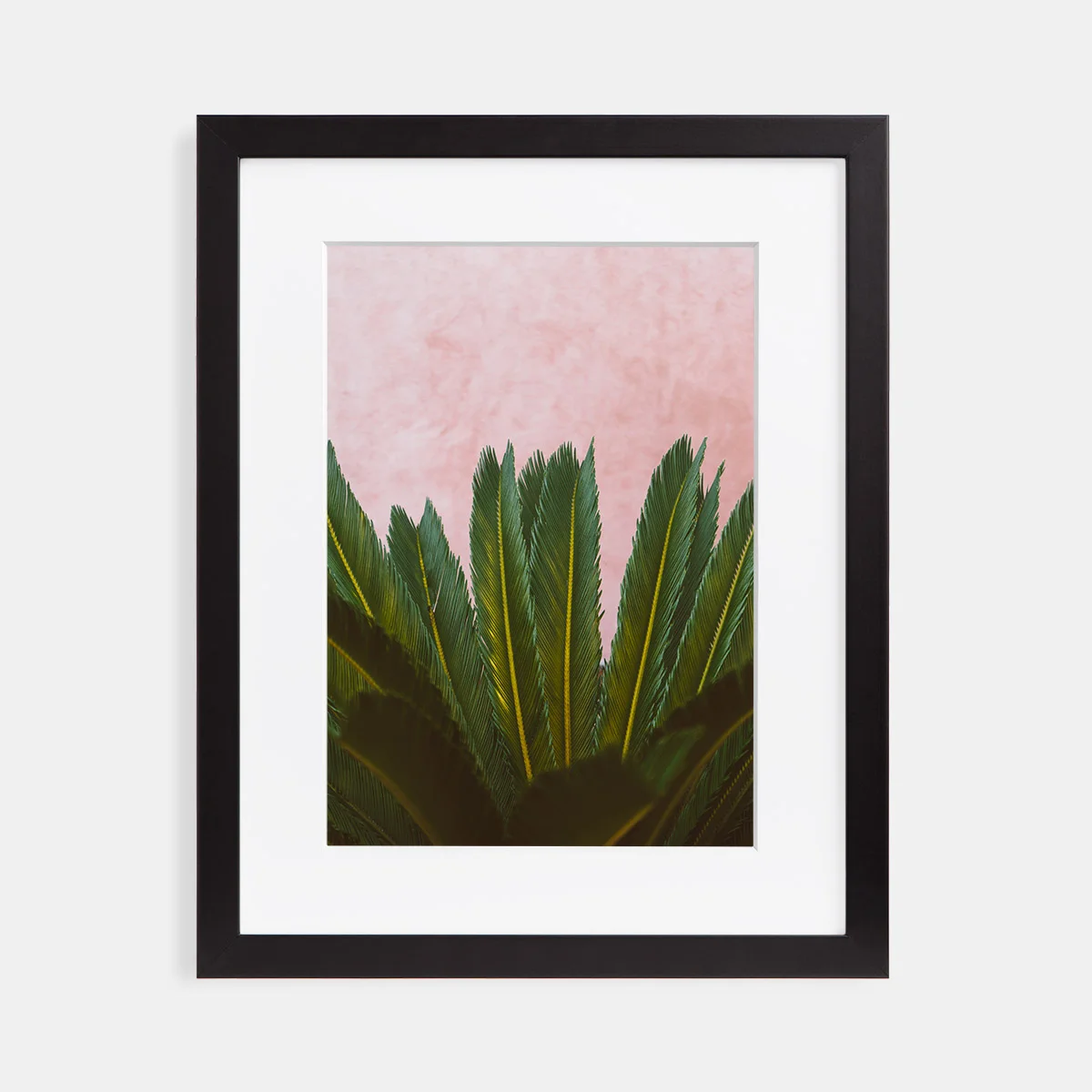 02-scott-snyder-pink-wall-palm-black-frame.jpg