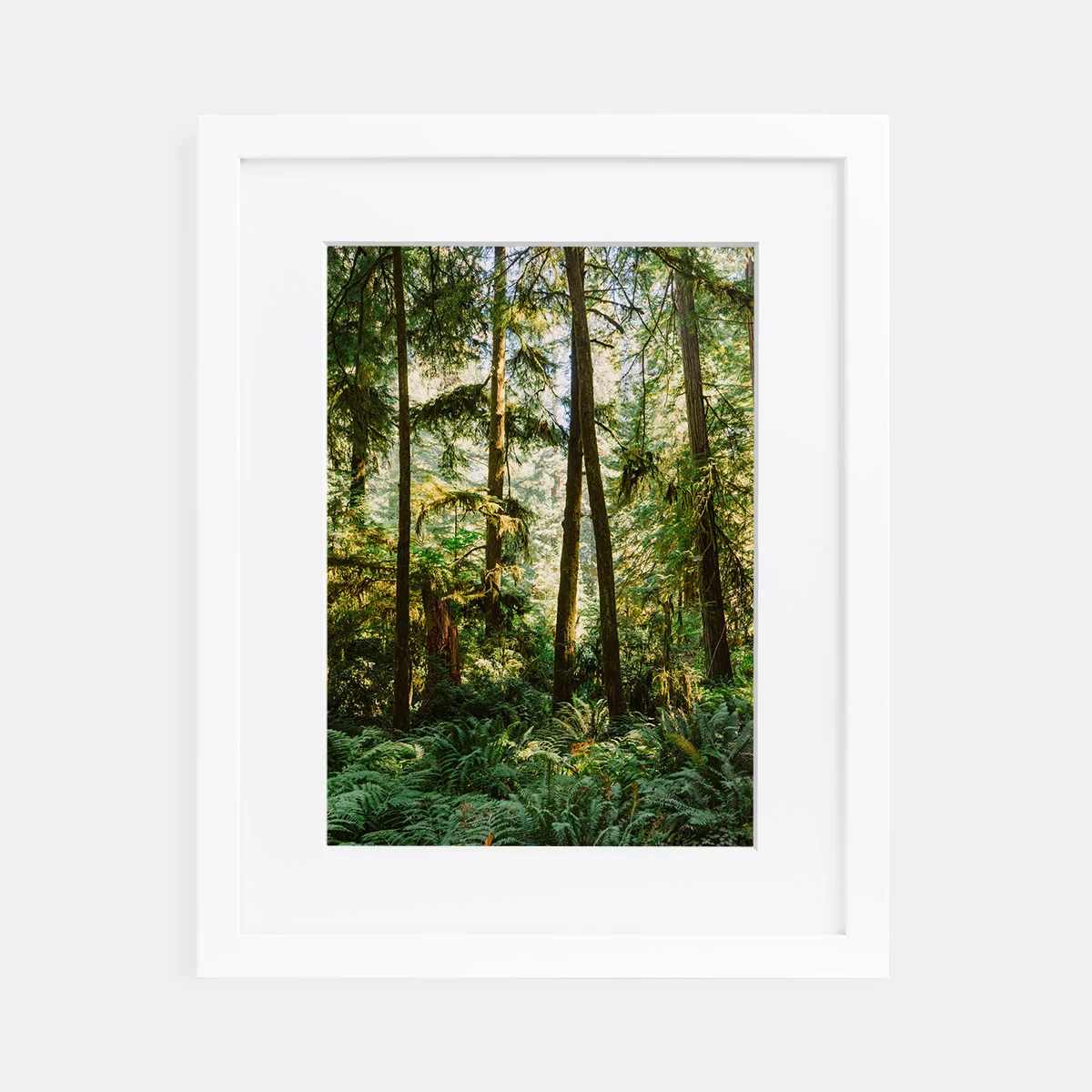 01-scott-snyder-redwoods-white-frame.jpg
