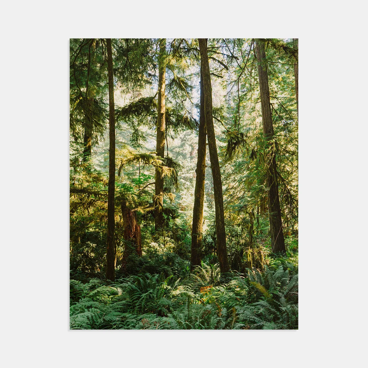 05-scott-snyder-redwoods-print.jpg