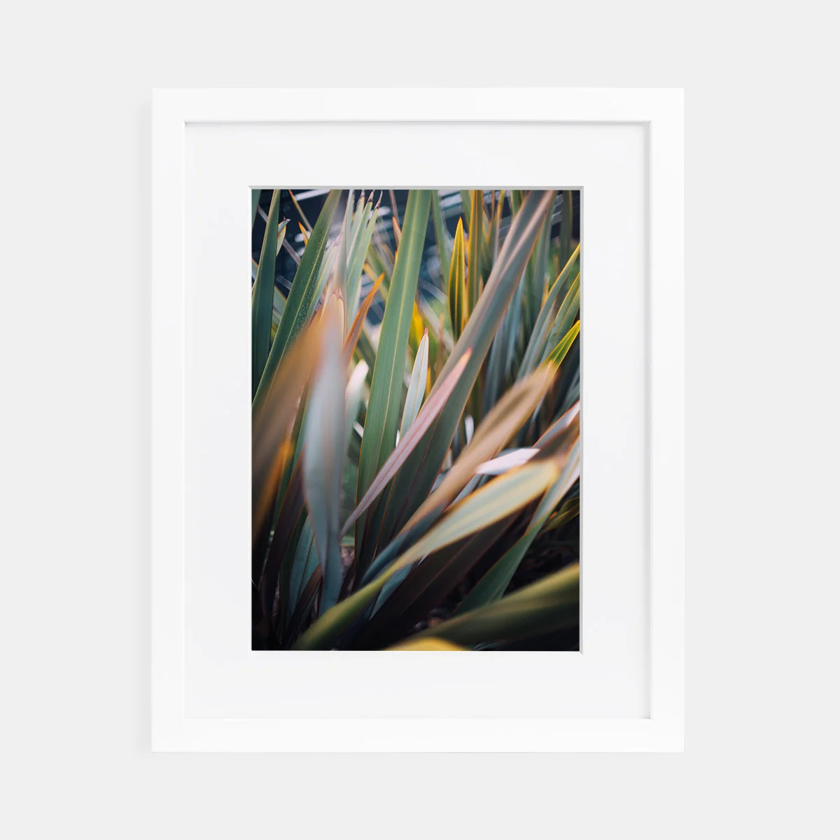 01-scott-snyder-plant-abstract-white-frame.jpg