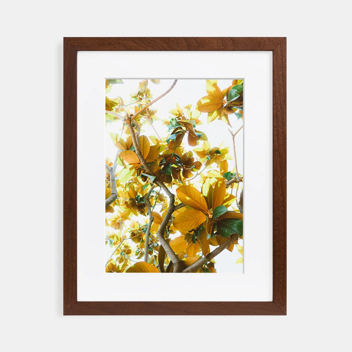 04-scott-snyder-magnolia-walnut-frame.jpg