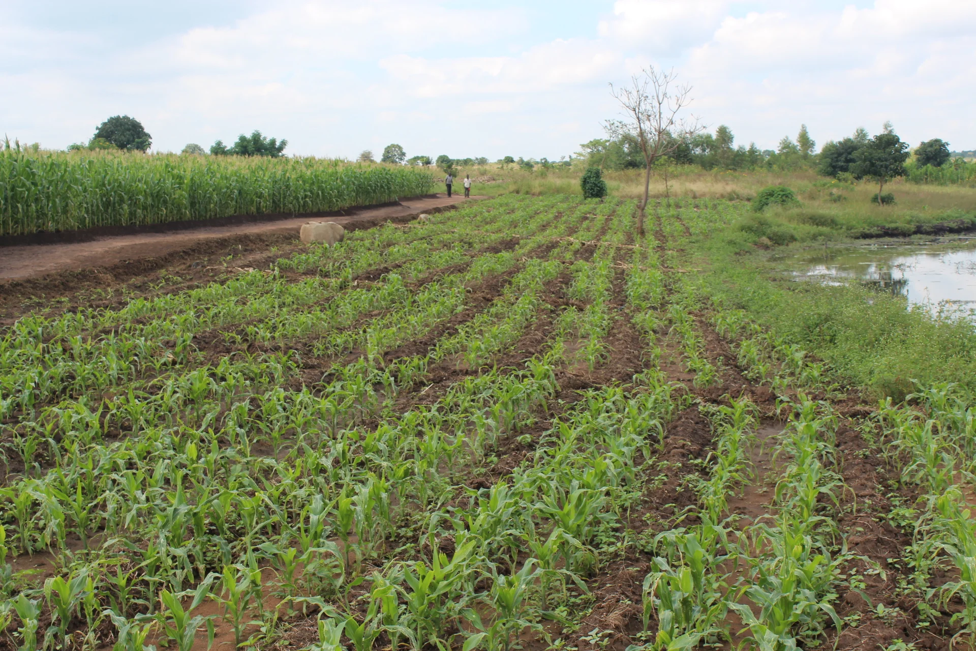 Looking ahead to the new crops recently planted with our irrigation scheme.