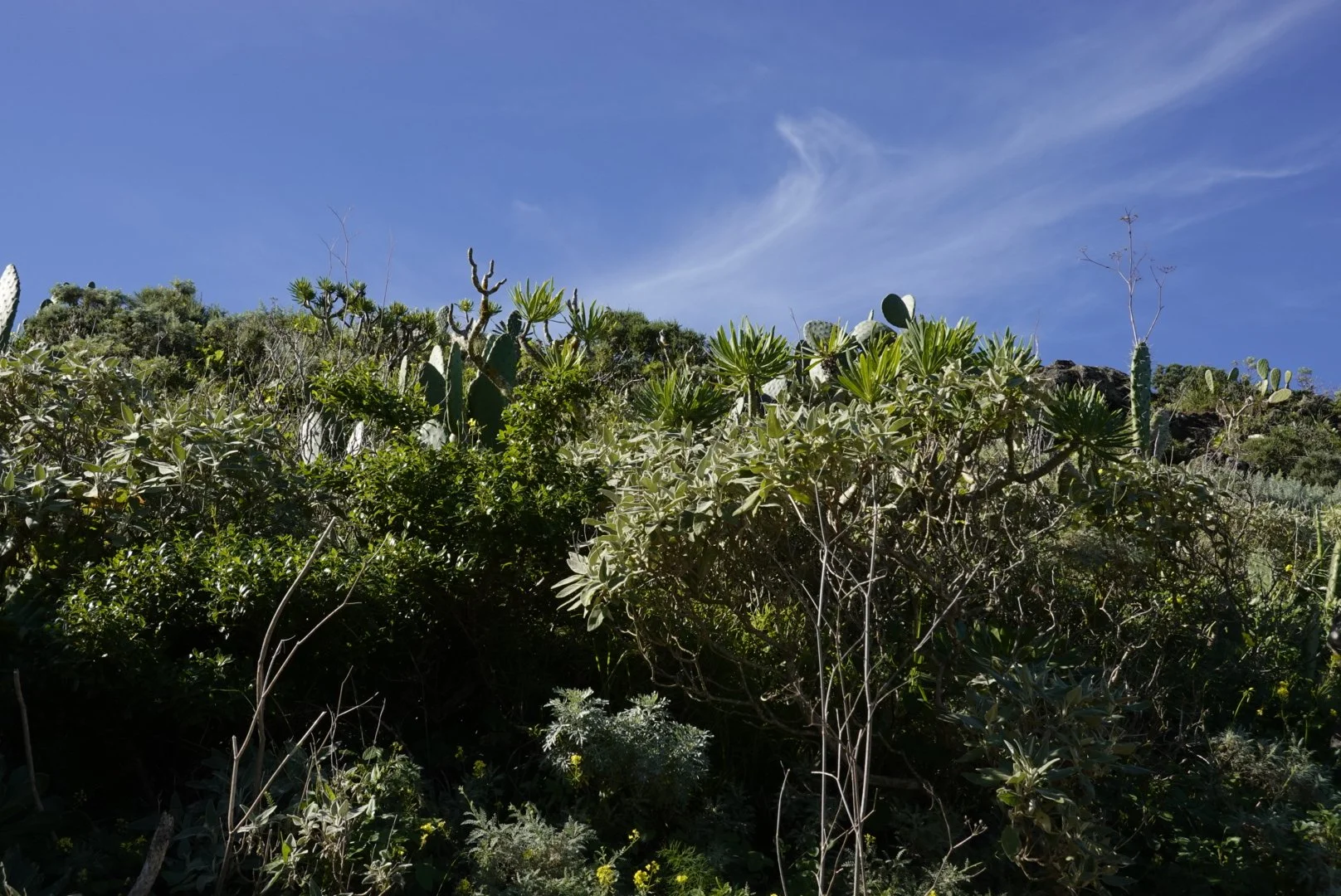 _DSC7043_1.JPG