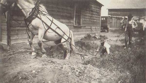 Photograph of a man using a buck scraper hitched to a single horse to dig a cellar, early 20th century