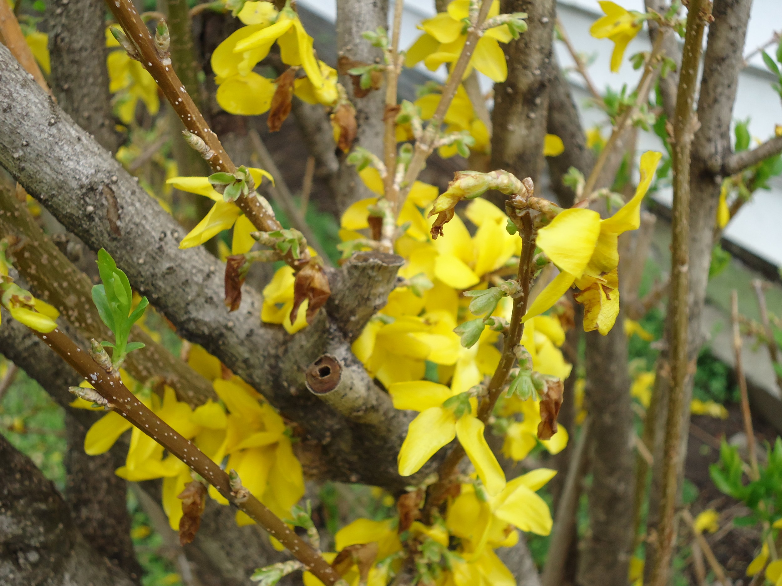 Grandma's forsythia.JPG