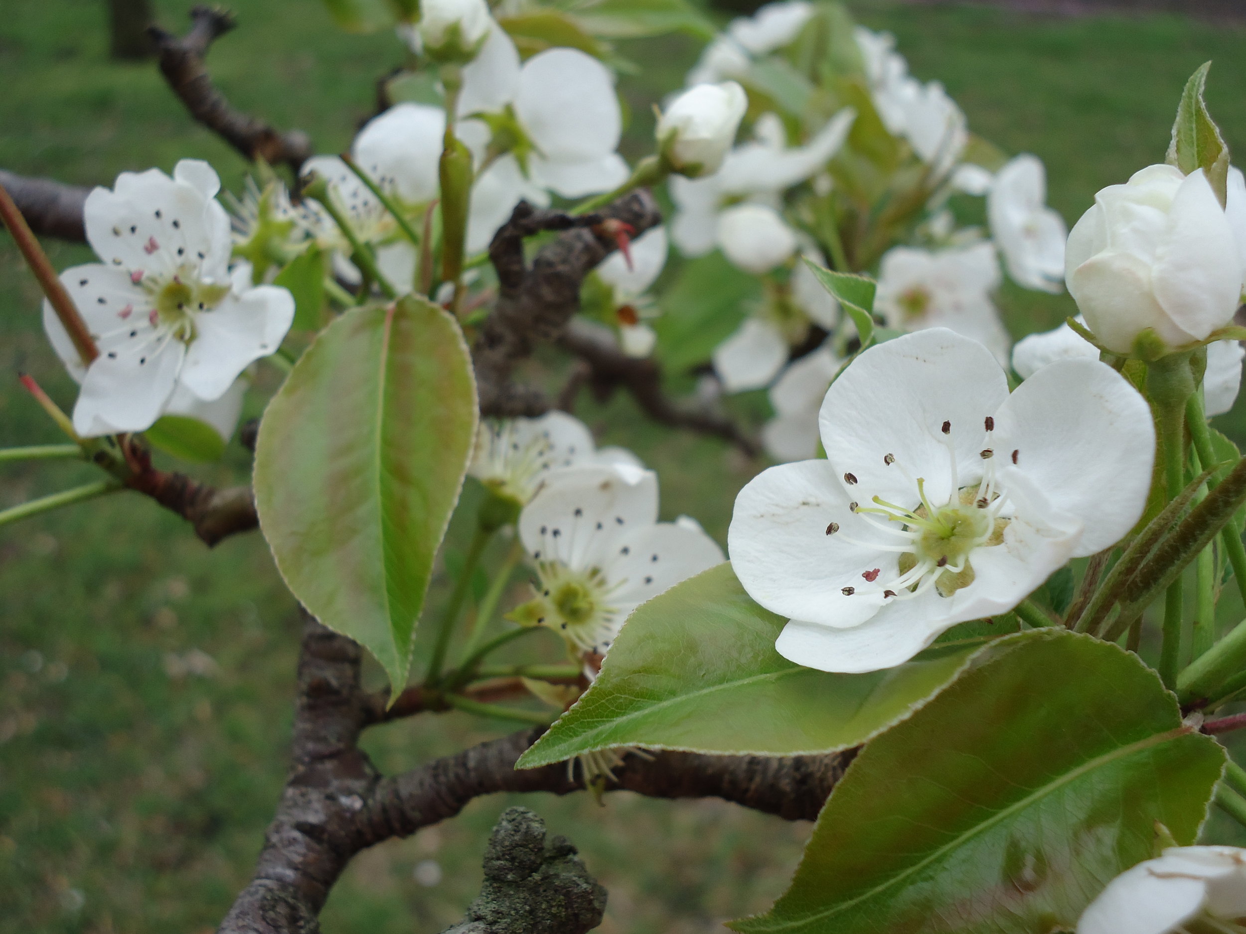 The Pear Tree in Full  Bloom.JPG