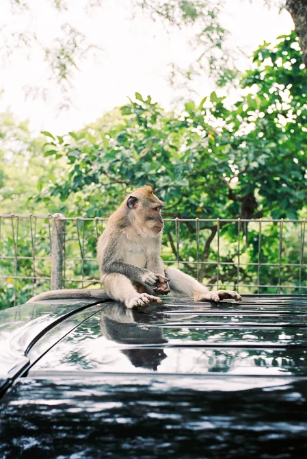Bali_670px-5.jpg