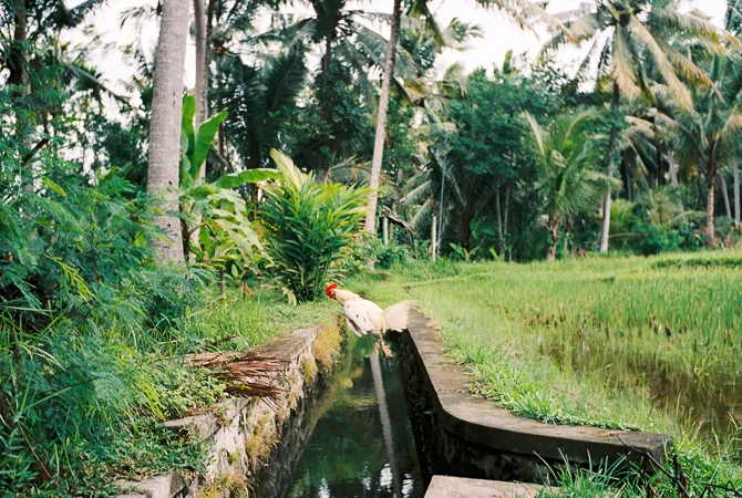 Bali_670px-19.jpg