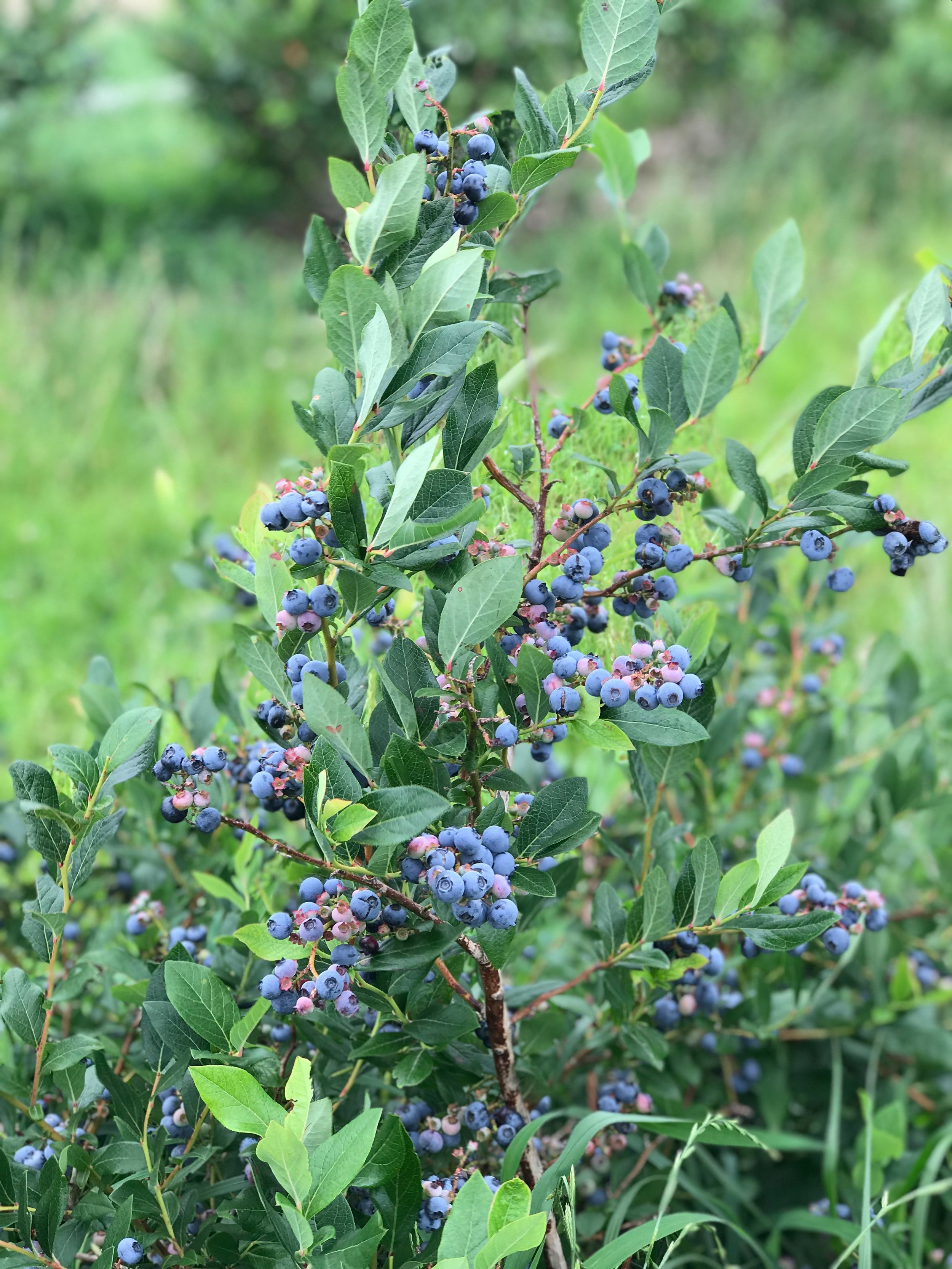 Long Island Blueberries