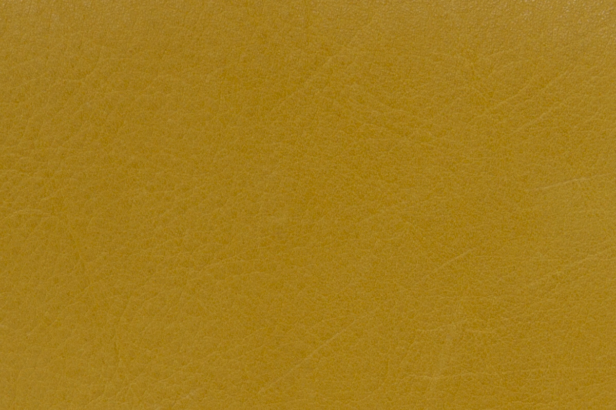 Daisy.png