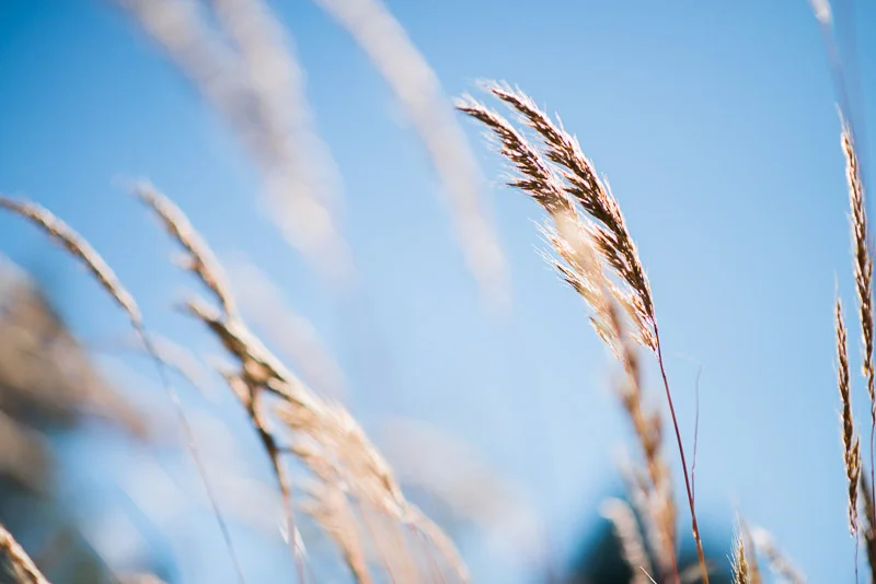 Photo of pices of fall grasses
